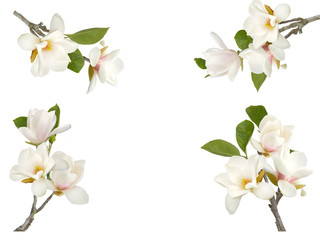 Bloomimg white magnolia flower isolated on white background