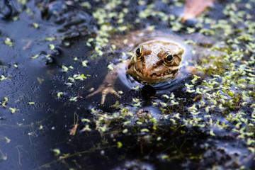 Common frog of Sardinia, present in the ponds in the summer.