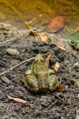 Common frog of Sardinia, present in the ponds in the summer.