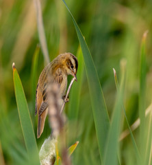 Sedge warbler (Acrocephalus schoenobaenus) on reed
