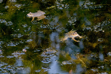 Common frog of Sardinia, present in the ponds in the summer.