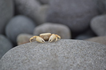 little crab in a rock