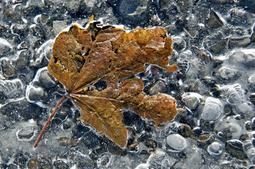 Frozen maple leaf on pavement 