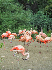 flamingos together on the grass