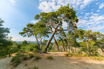 Italian Stone Pine view from below. Blue sky and clouds is shown between branches of pine trees (...