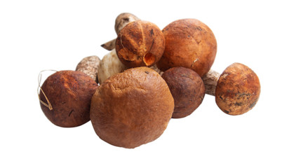 Several edible mushrooms on a white background. Foreground. There is a clipping path, can be easily separated from the background.