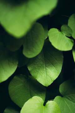 Leafs in the shadows