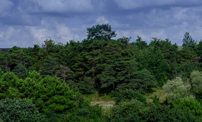 Istanbul, Turkey. View of the forest at sunrise