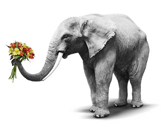 Black and white elephant handing a colorful bouquet of blooming flowers. Concept for greeting card, poster, cover, and more.