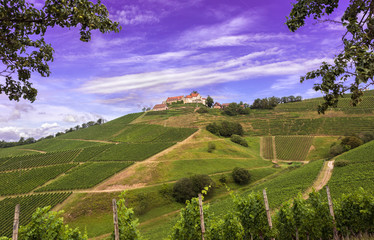 View of Staufenberg Castle in the middle of vineyards near.the village Durbach_Ortenau, Baden Wuerttemberg, Germany