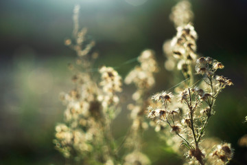 Beautiful daisies with sunlight  in the background