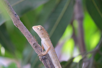 lizard on the tree