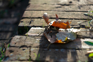 beautiful autumn macro yellow leaves  in the park