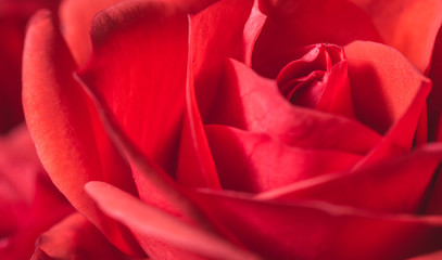 Passionate romantic red rose petals macro shot