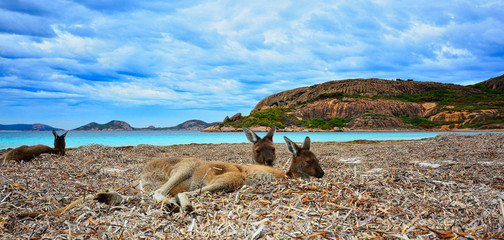 kangaroos in the hay together © Stefan