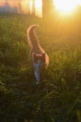White kitten at orange sunset © Pavel Gorshkov