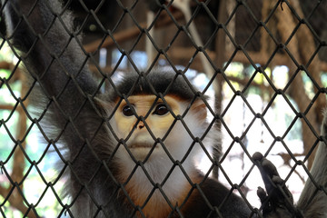red-shanked douc in cage