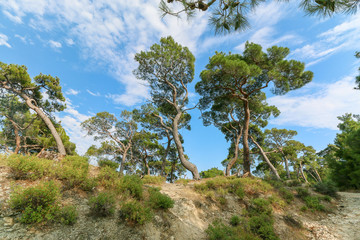 Fototapeta na wymiar Italian Stone Pine view from below. Blue sky and clouds is shown between branches of pine trees ( Pinus Pinea ) in summer at road to Altar of Zeus at Kucukkuyu Assos Province, Canakkale.