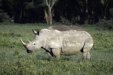 Rhinoceros in Lake Nakuru National Park