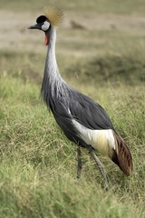 Crowned Crane in Amboseli National Park