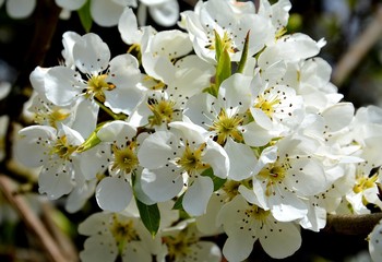 branch with pear flowers