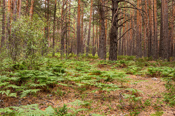 vegetation protected by a pine forest. guadarrama madrid Spain
