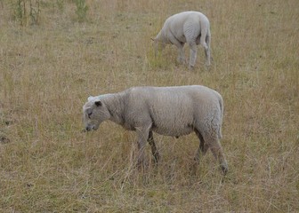 Obraz na płótnie Canvas Schafe grasen auf der Weide im Sommer - Dürreperiode