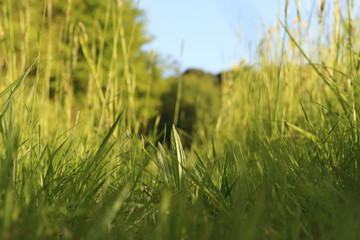 view through grass from the bottom