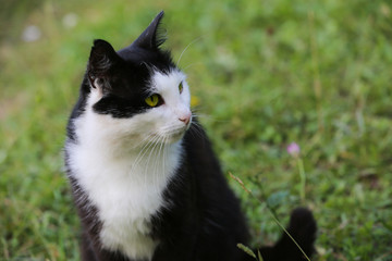 Naklejka na ściany i meble Portrait of a cat on the background of green grass