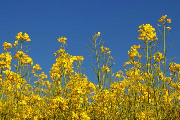 Close up of a rapeseed plant in a a field