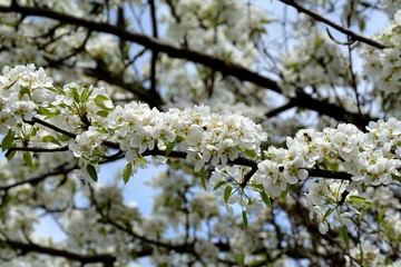 a branch with apple blossoms