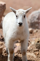 Baby Mountain Goat Kid on Mount Evans Colorado