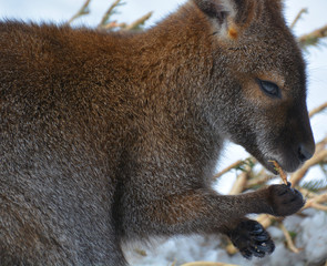 A wallaby is any animal belonging to the family Macropodidae that is smaller than a kangaroo and...