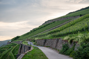 Fototapeta na wymiar German vineyards in Rudesheim am Rhein