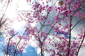 Pink flowers under dramatic sky