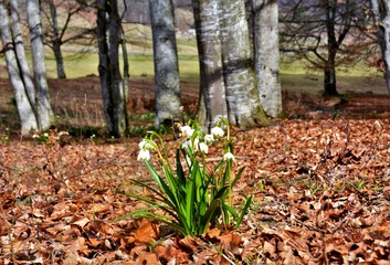 A group of snowdrops in the forest