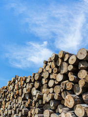 Stacks of firewood