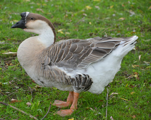 The African Goose is a breed of goose. The African goose breed most likely originated in China, despite the name.  © Daniel Meunier