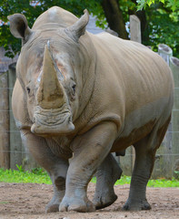 The white rhinoceros or square-lipped rhinoceros is the largest extant species of rhinoceros.  It has a wide mouth used for grazing and is the most social of all rhino species © Daniel Meunier