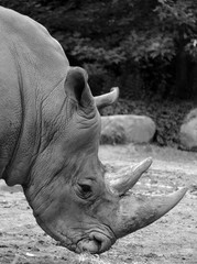 The white rhinoceros or square-lipped rhinoceros is the largest extant species of rhinoceros.  It has a wide mouth used for grazing and is the most social of all rhino species © Daniel Meunier