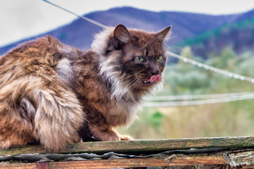 grey cat outside in a little village