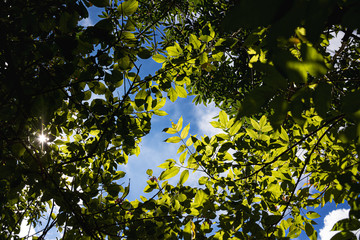 Hojas a través de la luz del sol