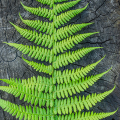 fern leaf