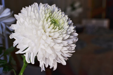Beautiful White Chrysanthemum ball on Black Background