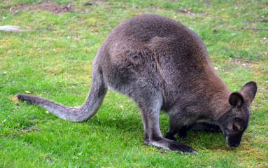 A wallaby is any animal belonging to the family Macropodidae that is smaller than a kangaroo and...