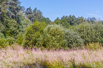 Obraz premium Edge of the forest