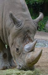 The white rhinoceros or square-lipped rhinoceros is the largest extant species of rhinoceros.  It has a wide mouth used for grazing and is the most social of all rhino species © Daniel Meunier