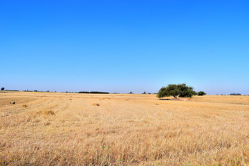 Obraz premium Harvest time of wheat with one tree scenic landscape, golden rye field with haystack, season of crop, farm , cultivated organic seeds of bread, beauty of nature in autumn 