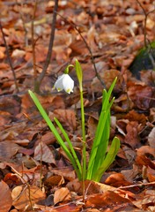 snowdrops in the forest