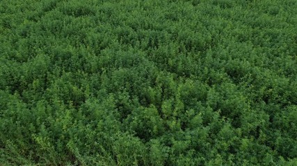 Aerial farm green alfalfa hay field harvest. Aerial rural farming community agricultural economy. Mountain Valley. Spring summer weather mountain valley green agriculture field. Seasonal rural farm